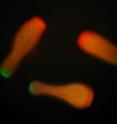 About 11,000 genes of the larvae of the common Pacific coral <i>Acropora millepora</i> were revealed in a study by University of Texas at Austin biologists Misha Matz and Eli Meyer and their colleagues.