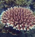This is an adult <i>Acropora millepora</i> coral on the Great Barrier Reef off the coast of Australia.
