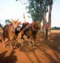 Madura Bulls being prepared for a bull race.