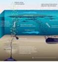 A graphic depicts what happens to the oil, from seep to the fallout plume.