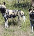 African wild dogs (<i>Lycaon</i>) are social and large-brained.