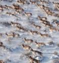 These are pronghorn (<i>Antilocapra americana</i>) running in snow.
