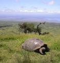 This is a tortoise on Volcan Alcedo, Galapagos.
