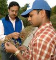 Harsh Bais (left), University of Delaware assistant professor of plant and soil sciences, and Thimmaraju Rudrappa, a former UD postdoctoral researcher who is now a research scientist at DuPont, examine specimens of <i>Phragmites</i>. The UD team has found that this top invasive plant delivers a one-two chemical knock-out punch to snuff out its victims, and the poison becomes even more toxic in the presence of the sun's ultraviolet rays.