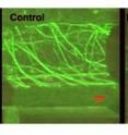 These micrographs show, at left, untreated <i>Arabidopsis</i> roots, and on the right, roots treated with mesoxalic acid, one of invasive <i>Phragmites</i>' weapons. Note the degradation of actin, a plant structural protein, in the right photo.