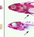 The two fish on the left are ninespine sticklebacks and the two on the right are threespine sticklebacks. The two fish on top have pelvises and pelvic spines, the two fish on the bottom evolved to lose their pelvises and pelvic spines (all indicated by the arrows). A University of Utah study made a surprising finding that the loss of the pelvis in the two species was caused by a different gene in each fish, even though the two species are closely related. The study sheds light on how diversity evolves in nature and how some species evolve to lose their limbs.