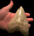 Teeth such as this from the extinct 40-foot-long shark <i>Carcharocles megalodon</i> are common in the Sharktooth Hill Bone Bed near Bakersfield, Calif., because, like modern sharks, these extinct sharks also shed teeth throughout their lives.