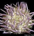 Pictured is the sea urchin, <i>Strongylocentrotus purpuratus</i>.
