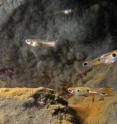 Guppies are small fresh-water fish that biologists have studied for long.