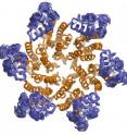 This is a view of the CA protein hexamer, which makes up the HIV capsid. This image, which reflects a perspective from inside the capsid, is a superposition of the structures reported in the new Cell paper. It shows that six N-terminal domains of CA (colored orange) form the core of the hexamer, and this core is surrounded by a floppy belt of C-terminal domains (colored blue).