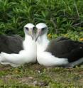 This photo shows a female-female pair of Laysan Albatross.  Females cooperatively build nests and rear young when males are scarce.