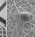 The left panel shows a closeup of chitosan and polyester fibers woven at the nanometer scale. The middle panel shows a nerve cell growing on the resulting mesh, which has a texture similar to the body's fibrous connective tissue. The right panel shows a cross-section of the synthetic nerve guide. Arrows point to nerve cells that have attached to the inner and outer surfaces of the tube.