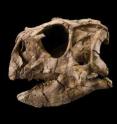 Skull of the parrot-beaked dinosaur, <i>Psittacosaurus gobiensis</i>, next to that of a living macaw.