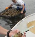 Ocean acidification could harm a wide range of marine organisms and the food webs that depend on them. Mollusks -- including mussels and oysters, which support valuable marine fisheries -- are particularly sensitive to changes in seawater pH.