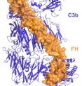 Molecular structure of factor H bound to C3b. In order to avoid self-attack, regulatory proteins such as factor H bind with C3b, a central component of the enzyme C3 convertase, to help the immune system recognize the body's own tissue and keep complement in check.