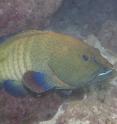 A peacock grouper is one of the species scientists say will benefit from fisheries restrictions around climate-stressed coral reefs. A peacock grouper is one of the species scientists say will benefit from fisheries restrictions around climate-stressed coral reefs.