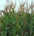 A scientific report of three corn-growing regions of the world finds massive imbalances in nitrogen fertilizer use, resulting in malnourishment in some areas and pollution problems in others. A scientific report of three corn-growing regions of the world finds massive imbalances in nitrogen fertilizer use, resulting in malnourishment in some areas and pollution problems in others.
