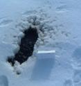Polar bear feces is collected and genetically screened for the presence of disease-causing agents that may infect polar bears.