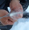 Polar bear hair is caught in traps and the number and sex of the animal is determined using DNA markers.
