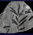 Ancient fossil leaves tell a story of sudden loss of biodiversity that may have future parallels.