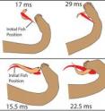 This diagram of two of tentacled snake attacks shows how it strikes at the location where it expects the fish's head to be instead of tracking its movement. This diagram of two of tentacled snake attacks shows how it strikes at the location where it expects the fish's head to be instead of tracking its movement.