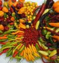 These are varieties of four domesticated chiles.