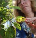 Janna Beckerman examines a Ralph Shay crabapple tree that is infected with apple scab. The fungus shows up as brown lesions on the leaves and fruit of crabapple trees, causing early defoliation.