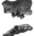 This photograph of the fossilized teeth and upper jaw of <i>Megapiranha paranensis</i> shows intermediate tooth arrangement between single-rowed piranhas and their double-rowed relatives. The fossil measures about 3 inches in length.