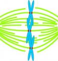 This is a cartoon showing the chromosomes in a cell (blue) attached to the microtubule tracks (in green) through the kinetochore (in red).