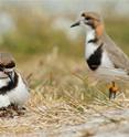 Birds, unlike most other animals, share their parental duties.
