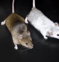 Mice that are unable to fully activate the powerful tumor suppressor p53 are resistant to high doses of radiation. The only noticeable effect is a premature graying of their coat. Both mice are the same age.