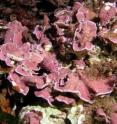 This is coralline algae now in the Cabo de Gata (Mediterranean).