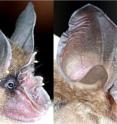 These images are of the noseleaf of a typical horseshoe bat species (left) vs. that of Bourret's horseshoe bat, the <i>Rhinolophus paradoxolophus</i> (right). Computer modeling indicates the extreme nose is used to create a highly focused sonar beam. One of the researchers is Rolf Mueller, an associate professor with the Virginia Tech mechanical engineering department, who directs the Bio-inspired Technology Laboratory. His research includes biosonar-inspired autonomous robots and statistical signal processing methods in natural outdoor environments.