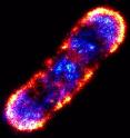 PALM is an an ultrahigh-precision visible light microscopy technique that enables scientists to photo-actively fluoresce and image individual proteins. This PALM composite of an <i>E.coli</i> bacterial cell shows the organization of proteins in the chemotaxis signaling network. PALM is an an ultrahigh-precision visible light microscopy technique that enables scientists to photo-actively fluoresce and image individual proteins. This PALM composite of an <i>E.coli</i> bacterial cell shows the organization of proteins in the chemotaxis signaling network.