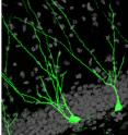 Human brains sprout new neurons -- shown in green -- throughout life, particularly in the hippocampus, the brain's learning and memory center.
