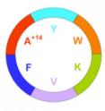 Researchers have invented computational tools to decode and rapidly determine whether natural compounds collected in oceans and forests are new -- or if these pharmaceutically promising compounds have already been described and are therefore not patentable. This University of California, San Diego, advance will finally enable scientists to rapidly characterize ring-shaped nonribosomal peptides -- a class of natural compounds of intense interest due to their potential to yield or inspire new pharmaceuticals. The study will be published in the July 13 online issue of journal <i>Nature Methods</i>.