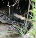 Chinese alligators from the Wildlife Conservation Society's Bronx Zoo and other North American zoos were imported by Chinese agencies for a reintroduction program for the species. The program has scored a success with the reintroduced alligators breeding and producing young.