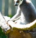 Male and female lemurs grow to the same size.