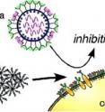 In a finding that could lead to the design of new antiviral drugs for fighting swine flu and other viral disease, researchers say they have discovered a new way to prevent flu viruses from infecting cells.