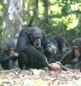 A chimpanzee mother cracks a nut using a rock hammer and anvil in Republic of Guinea.