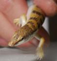 A new study conducted at Georgia Tech found that sandfish (shown here) place their limbs against their sides and create a wave motion with their bodies like snakes to swim through sand.