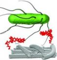 This graphic shows an aptamer attached to an electrode coated with single-walled carbon nanotubes interacts selectively with bacteria. The resulting electrochemical response is highly accurate and reproducible and starts at ultra-low bacteria concentrations, providing a simple, selective method for pathogen detection.