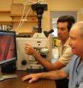 Research group leader Steven Goldman, MD, (right) and pre-doctoral Fellow Jordan Lancaster look at the microscopic image of a synthetic fiber mesh with beating heart muscle cells.