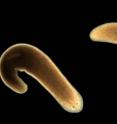 Flatworms are masters of regeneration and an ideal model organism for researchers to investigate stem cells and their regulation.