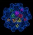 Researchers at Rice University and their international colleagues have for the first time described the atomic structure of the protein shell that carries the genetic code of hepatitis E (HEV).