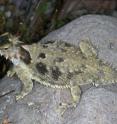 The coast horned lizard ranges from the southern tip of Baja California to California's north coast, though it is threatened by habitat loss throughout its range. A new integrative analysis splits these animals into three separate species, including this one, <I>Phrynosoma cerroense</I>, restricted to central Baja California. The photo was taken on the Vizcaíno Peninsula of Baja California, México. This individual is about eight inches long.