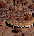 This coast horned lizard from Torrey Pines State Park is distinctly different from populations in central and southern Baja California, and has been designated a new species, <i>Phrynosoma blainvillii</i>.