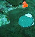 Core holes are plugged with concrete caps and tagged for future overgrowth monitoring.