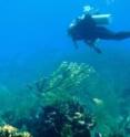 Coral reefs at Utila Atoll in Honduras shows signs of bleaching.