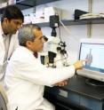 Pranavkumar Shivakumar, Ph.D., (standing), and Jorge Bezerra, M.D., of Cincinnati Children's Hospital Medical Center, analyze a bile duct tissue sample from a 7-day-old mouse. Their study in the Journal of Clinical Investigation links an over-reactive response by natural killer cells in the immune system to the onset of biliary atresia in infants, a disease in which blocked bile ducts can cause severe liver damage and death.